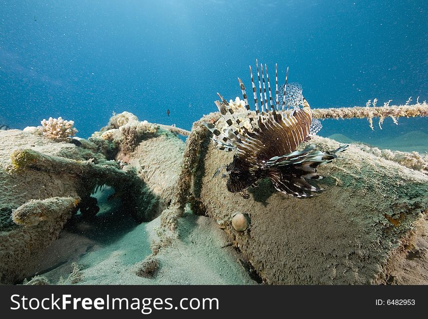Common lionfish (pterois miles) taken in the Red Sea.