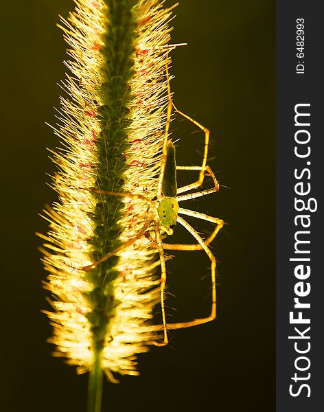 A Green Lynx Spider rest in the evening sun.