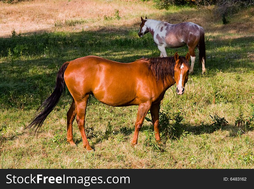 Two horses in the field