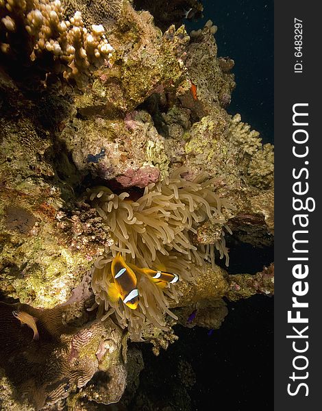 Red sea anemonefish (Amphipiron bicinctus)  taken in the Red Sea.