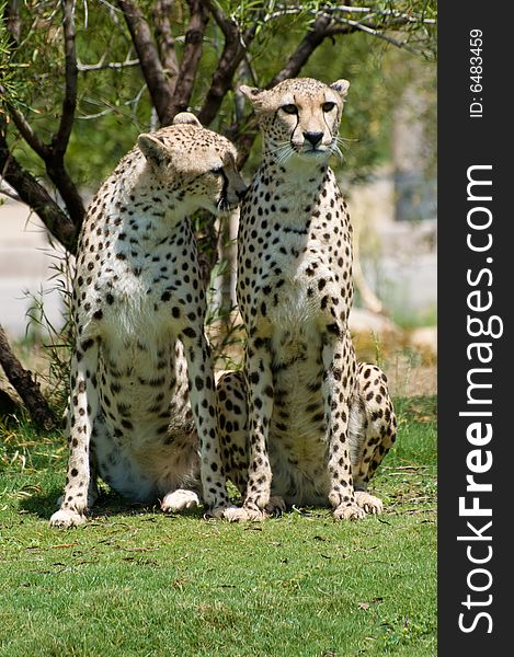 Two cheetahs