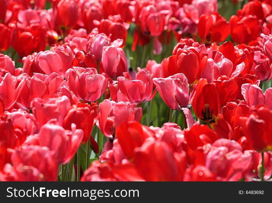 Tulips in Boston Public Garden during spring