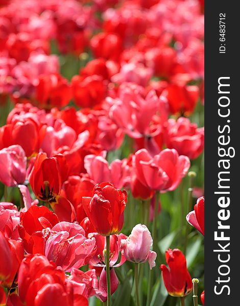 Tulips in Boston Public Garden during spring