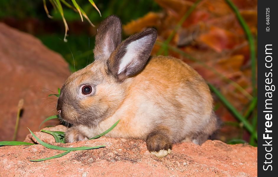 Bunny sitting on the rock. Bunny sitting on the rock