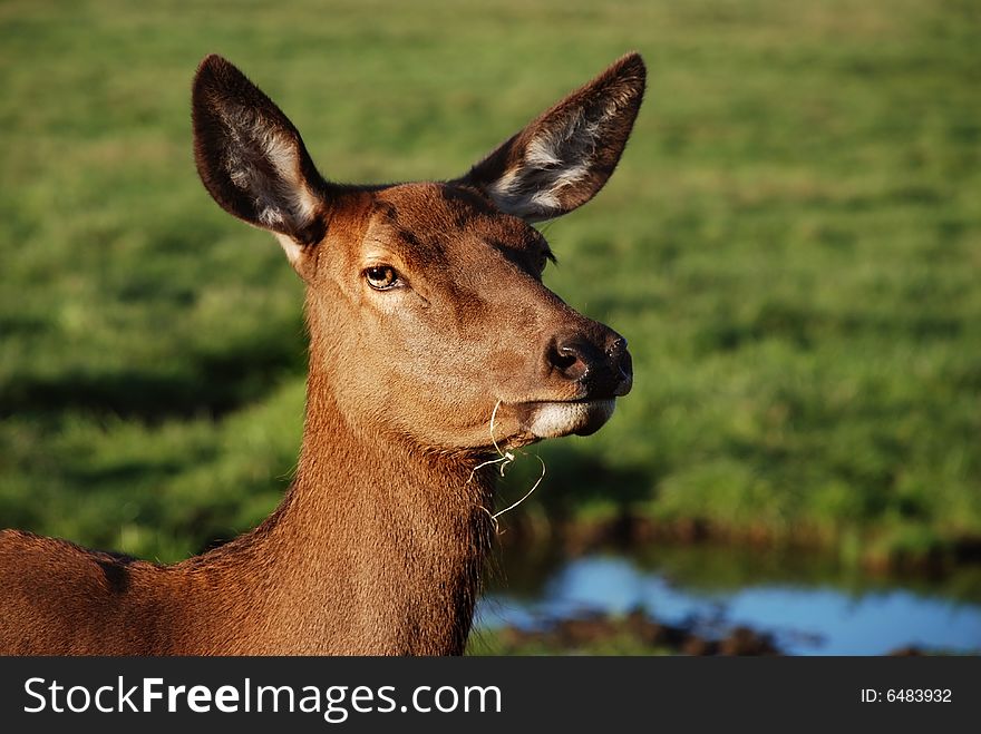 Deer head in wildlife green meadow