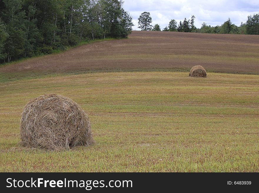 Hay on the field after the harvest. Hay on the field after the harvest