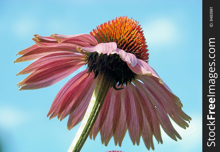 Purple cone flower with blue sky back round