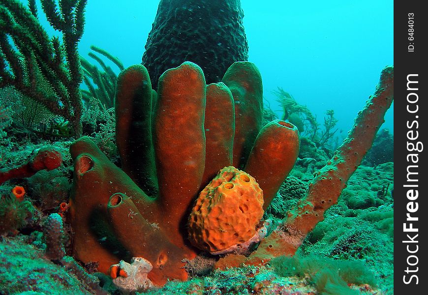 This is brown tube sponge and is very common in south Florida , the Bahamas and the Caribbean.