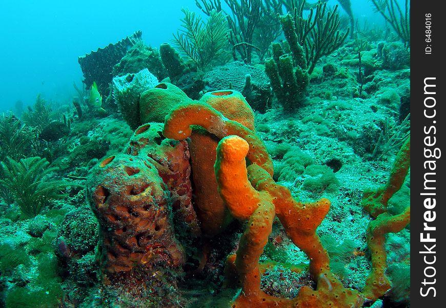 This brown tube sponge was taken at Turtle Ledge reef in south Florida.