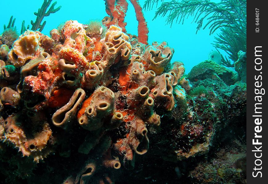 This brown clustered tube sponge was taken at Turtle Ledge reef at about 55 feet in south Florida.