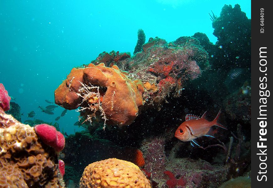 This blackbar soldierfish is hiding under this brown tube sponge at about 45 feet.