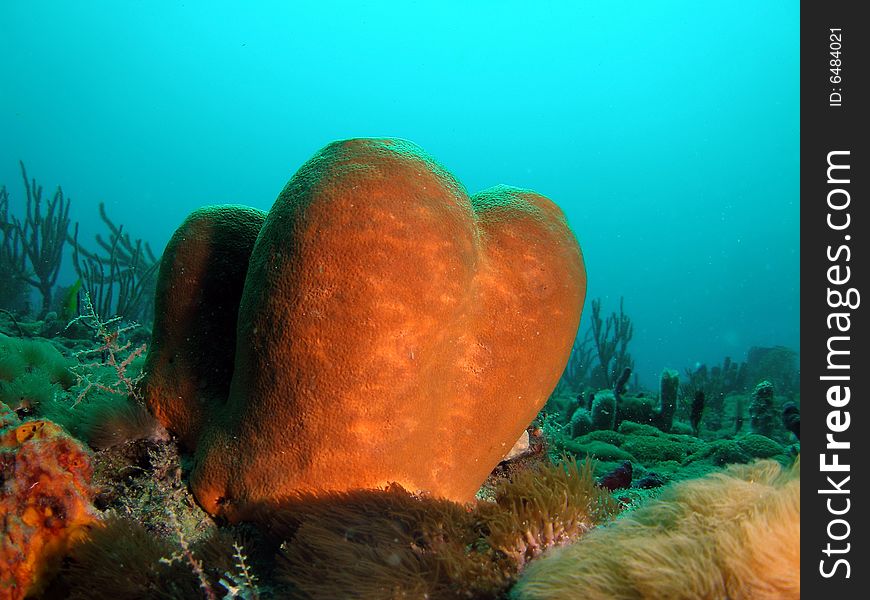 This brown tube sponge was taken at Turtle Ledge reef in south Florida.