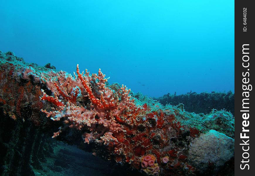 Wreck Coral