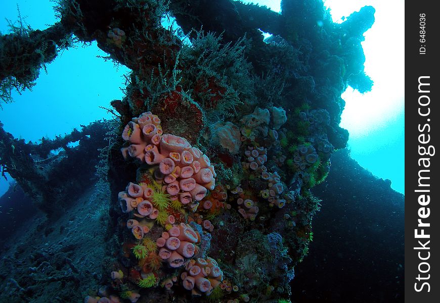 This is on the United Caribbean looking towards the surface at about 65 feet in Pompano beach, Florida. This is on the United Caribbean looking towards the surface at about 65 feet in Pompano beach, Florida