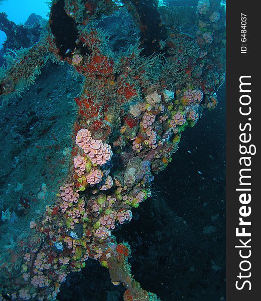 Wreck Coral