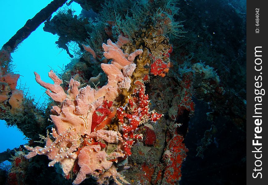 Wreck Coral