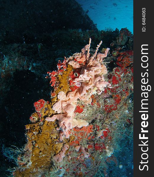 Wreck coral