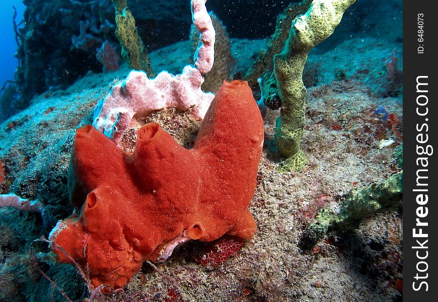 This is on the Sea Emperor at about 65 feet in Pompano beach, Florida