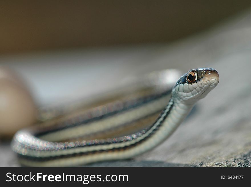 A macro image of a western ribbon snake from northwestern Missouri. A macro image of a western ribbon snake from northwestern Missouri.