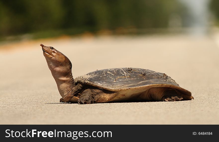 Turtle crossing a road at Everglades National Park, Florida.