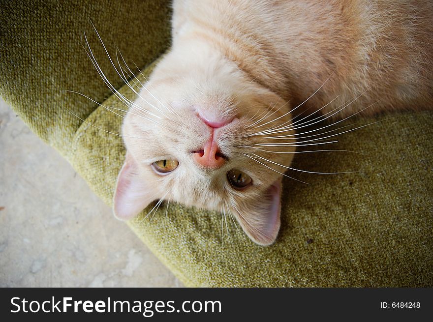 This is a cat lying on a chair.