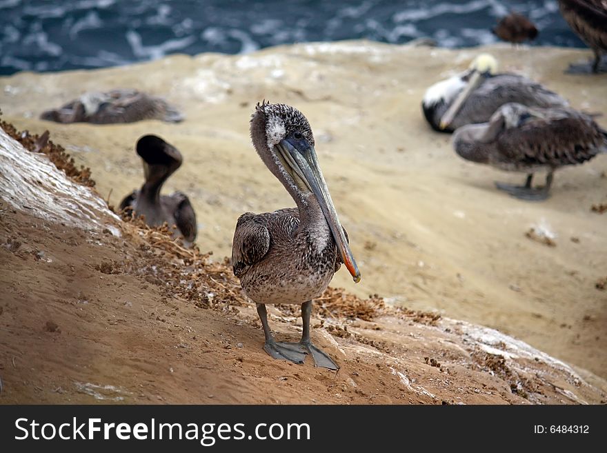 Profile of a brown pelican on cliff side