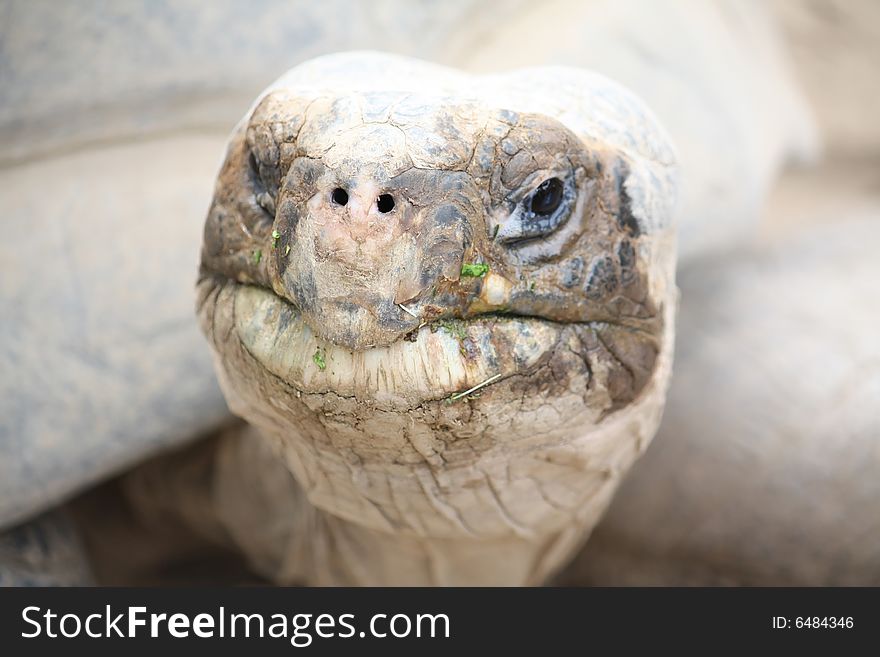 Giant Tortoise looking strait at camera