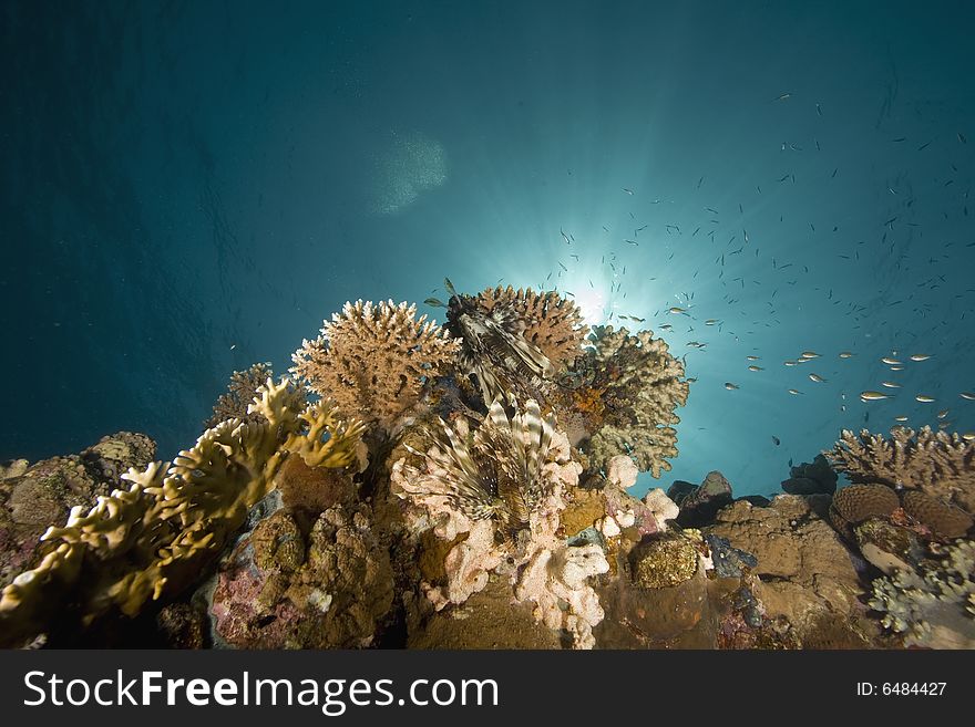 Coral and fish taken in the Red Sea.