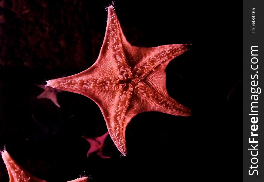 Double Red Starfish Over Black Background. Double Red Starfish Over Black Background