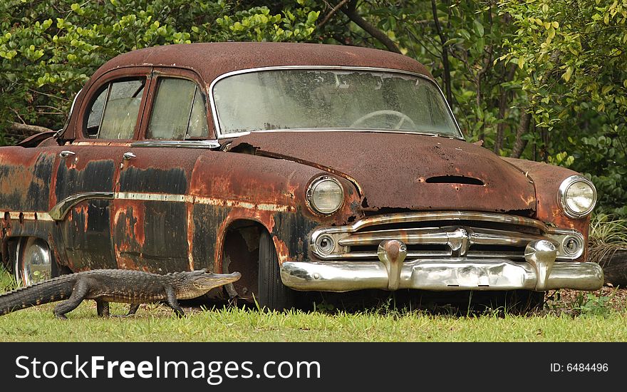 Rusty car and alligator