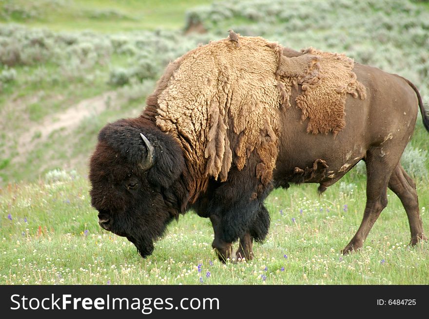 Yellowstone wild Bison