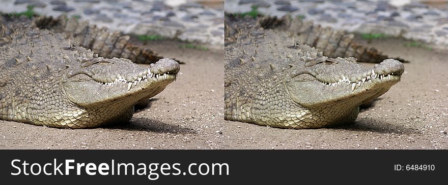 Blinking Eye Crocodile