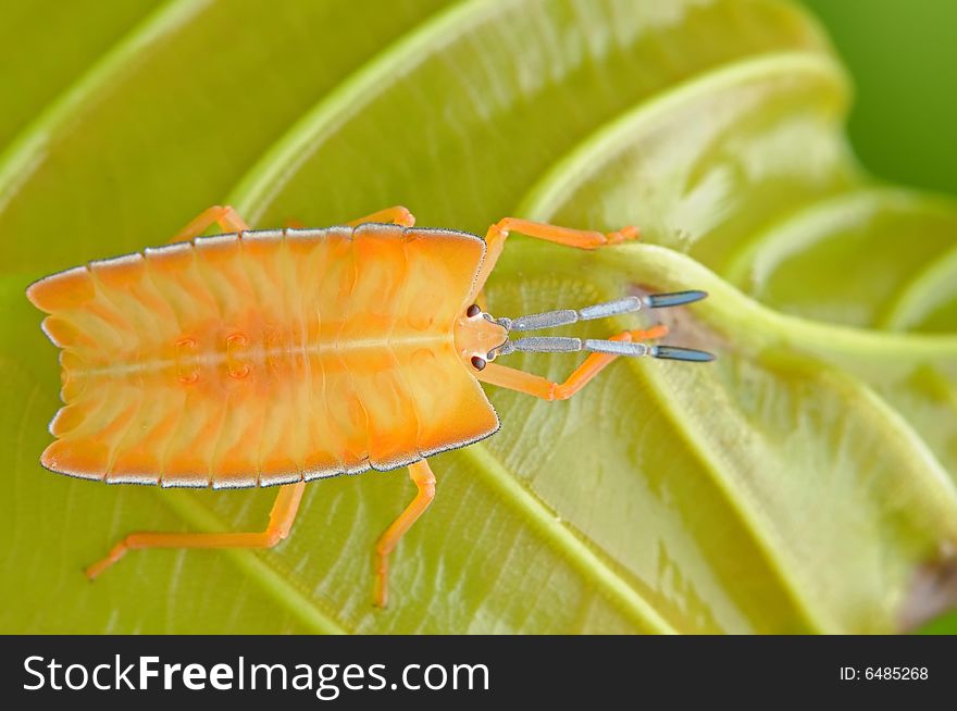 Orange stint bug in the parks