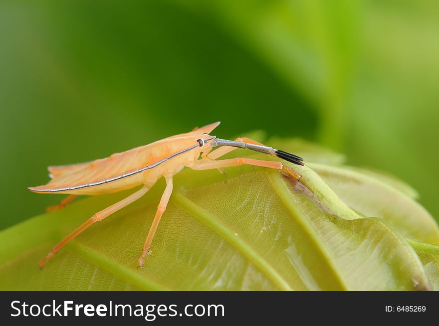 Orange stint bug in the parks