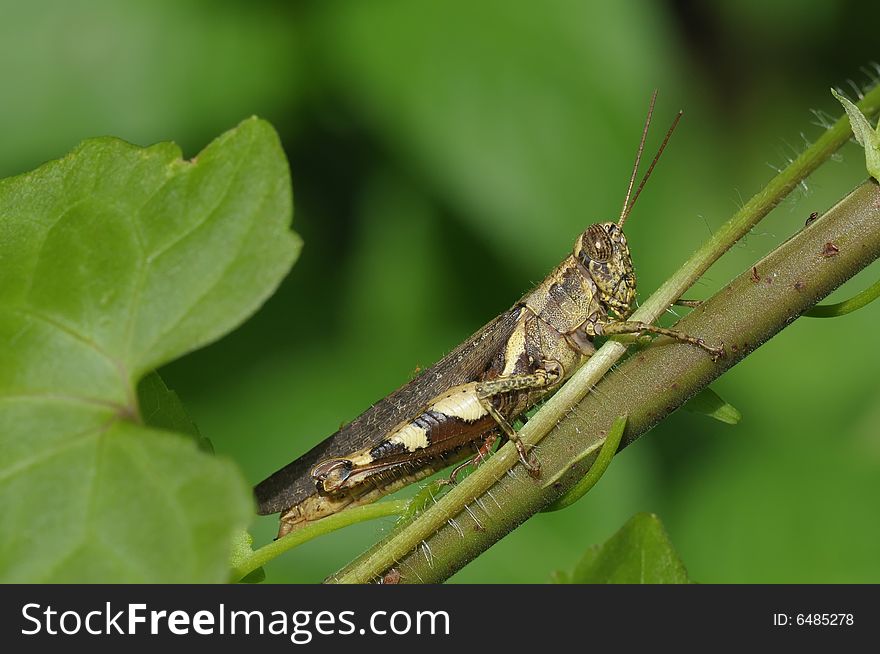 Brown grasshopper in the parks