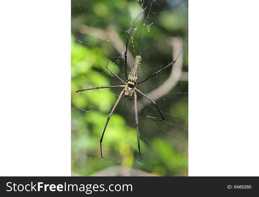 Big Spider And Web In The Park