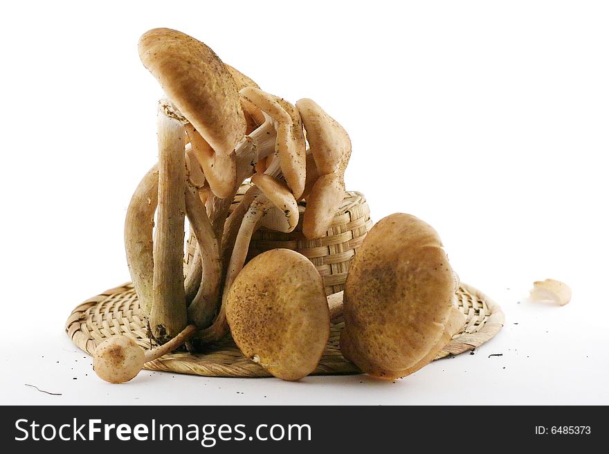 Some uncultivated agaric honey mushrooms