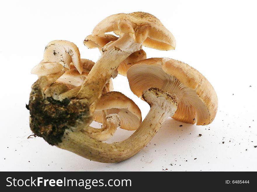 Some uncultivated agaric honey mushrooms on white background