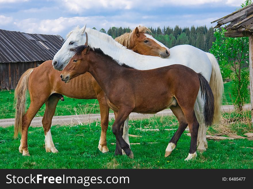 Family of horses in village in the summer