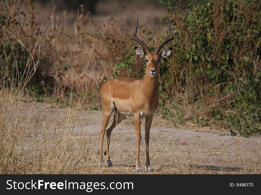 Impala at Ruaha National Park