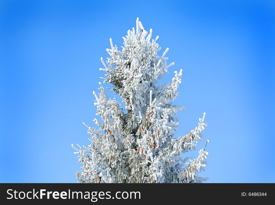 Frozen tree on sky background. white winter