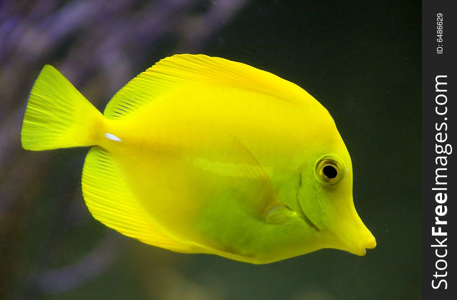 Portrait of yellow tang fish. Portrait of yellow tang fish