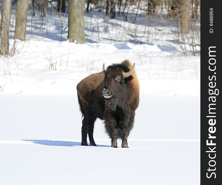 Great bison. Russian nature, wilderness world.