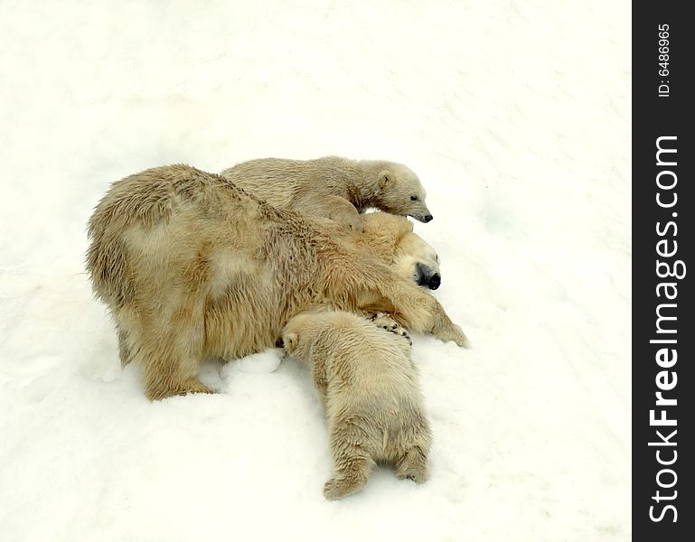 Great white north bear. Russian nature, wilderness world.