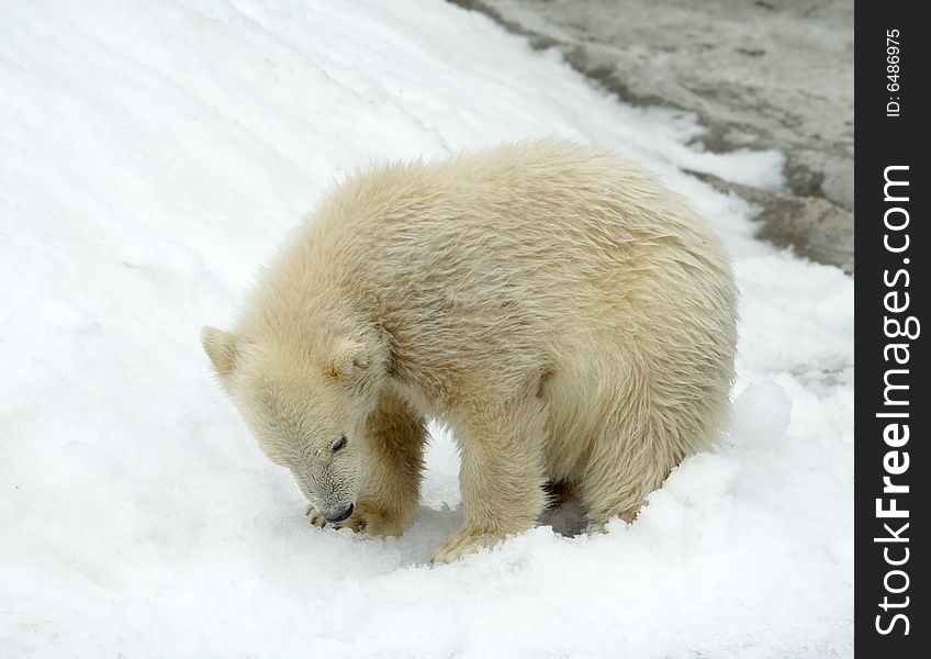 Great white north bear. Russian nature, wilderness world.