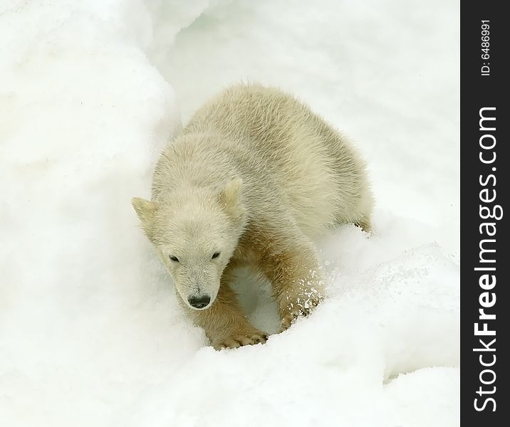 Great white north bear. Russian nature, wilderness world.