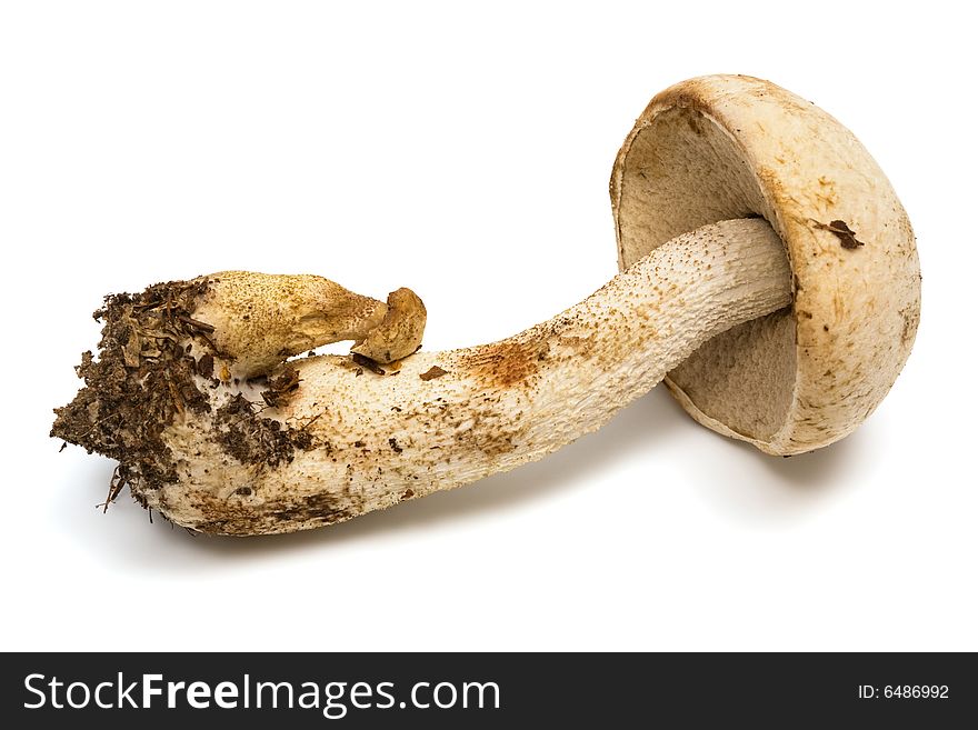 Fresh and beautiful mushrooms