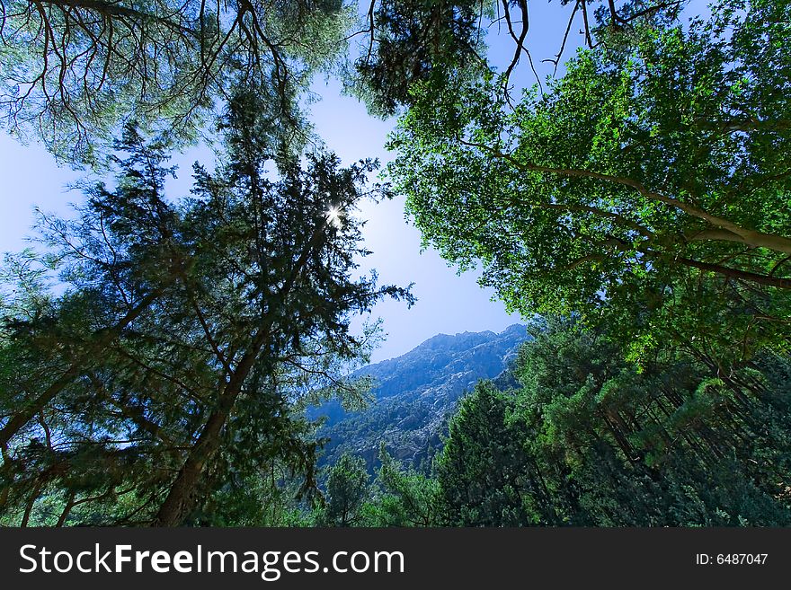 Nice Picture Of Trees, Sun And Mountains