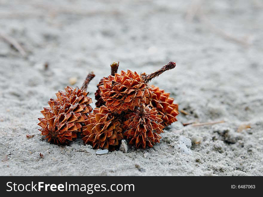 Spiky seed shooting on beach side