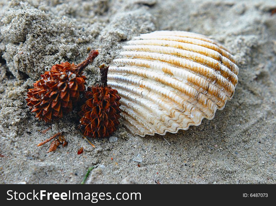 Spiky seed next to beach seashell